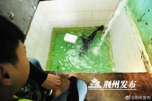 荆州吃瓜视频,揭秘当地美食文化盛宴