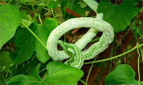 老吴吃蛇瓜,揭秘蛇瓜的独特风味