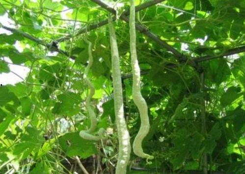 老吴吃蛇瓜,揭秘蛇瓜的独特风味