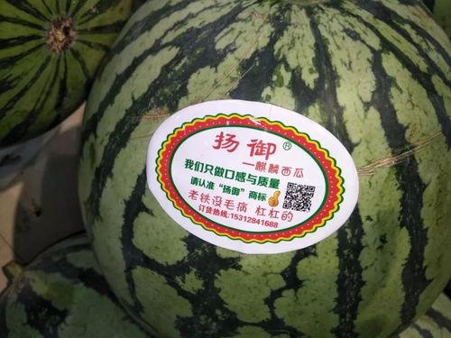 瓜瓜吃瓜主题适合,揭秘瓜瓜吃瓜背后的故事