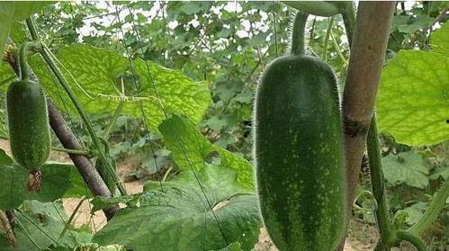 乳山鲜瓜如何吃,尽享夏日清新滋味