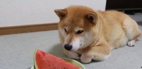 吃瓜小柴犬,揭秘狗狗界的“网红”生活