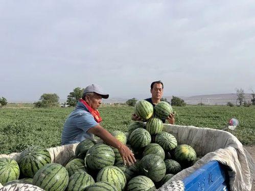 沧源吃瓜,瓜田里的欢乐时光