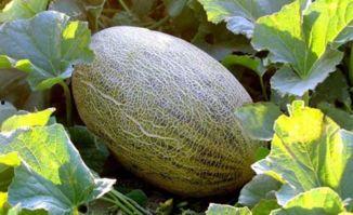 哈密瓜吃舌头疼,揭秘美味背后的健康隐患