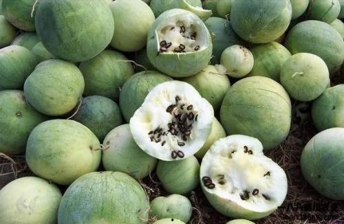 全球吃瓜后续,揭秘网络时代的全民娱乐现象