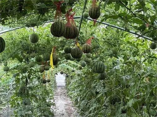 雷雨农村吃瓜,夏日农家的悠闲时光