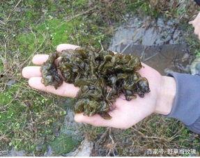 雷雨农村吃瓜,夏日农家的悠闲时光