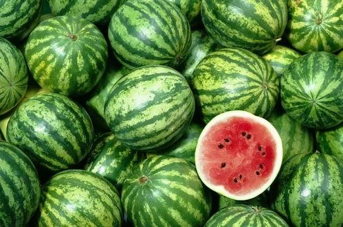 吃西瓜保护我的瓜,吃瓜行动，守护我的瓜