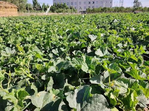 打卡吃瓜广西,畅享美食与瓜果盛宴