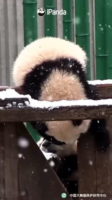 小熊吃瓜手指操,轻松学跳趣味手指舞