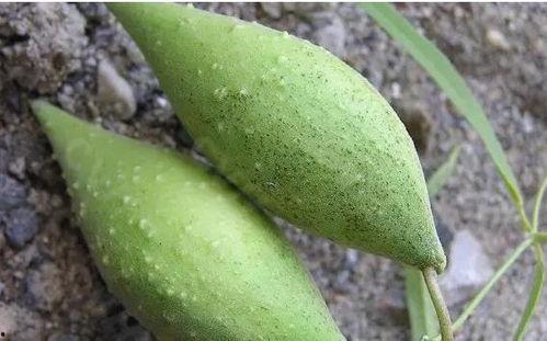 吃瓜想起种瓜人,人生百态的感悟之旅