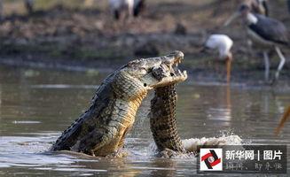 吃瓜的小鳄鱼,揭秘热带雨林中的趣味生活