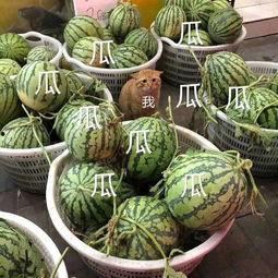 娱乐吃瓜公司  第3张