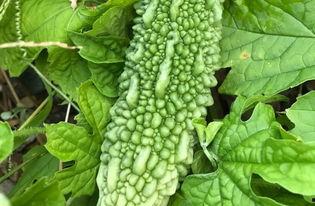 带你吃瓜贴吧,揭秘网络热点的背后故事