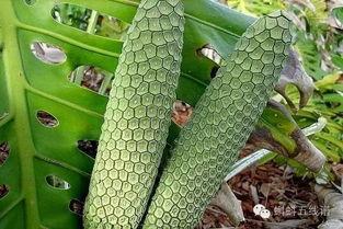 黄守瓜吃果子怎么吃,黄守瓜的独特吃果方式揭秘