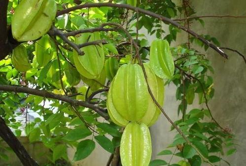 黄守瓜吃果子怎么吃,黄守瓜的独特吃果方式揭秘  第2张