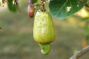 黄守瓜吃果子怎么吃,黄守瓜的独特吃果方式揭秘  第3张