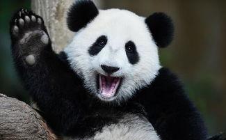 熊猫吃瓜可爱,萌态可掬，可爱瞬间尽收眼底