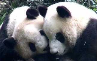 熊猫吃瓜可爱,萌态可掬，可爱瞬间尽收眼底  第2张