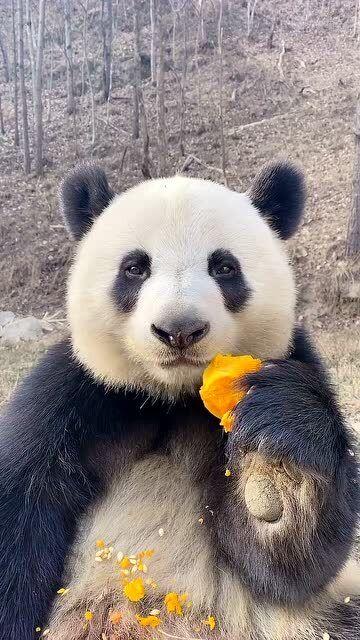 熊猫吃瓜可爱,萌态可掬，可爱瞬间尽收眼底  第3张