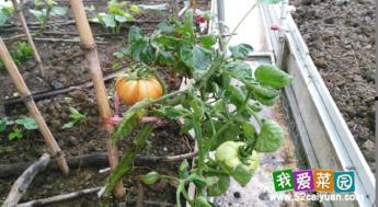 玉珍日常吃瓜,瓜果飘香，生活甜蜜