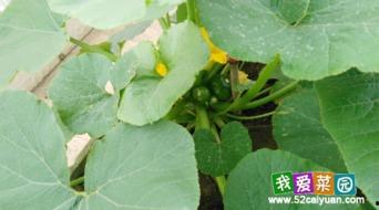 玉珍日常吃瓜,瓜果飘香，生活甜蜜  第2张