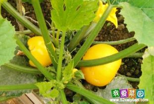 玉珍日常吃瓜,瓜果飘香，生活甜蜜  第3张