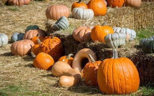 吃瓜群众的故乡,探寻吃瓜群众的心灵故土  第3张