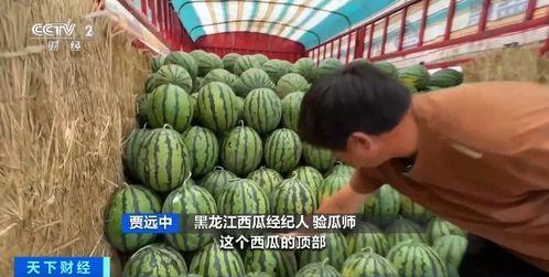 邓州吃瓜,探寻邓州吃瓜文化的历史与魅力  第2张